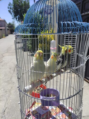 Tutuquşları: Korella Karella tutuqusu papuqay sevgi quşu nerazlucnik valnist 14 — 23