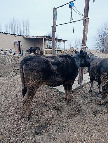 Коровы, быки: Продаю | Корова (самка) | Для молока | После отела — 7