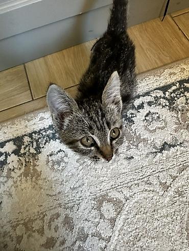 шотладская кошка: Котёнок-Компактный, стройный, активный и любознательный любит — 3