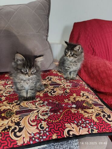 кошка домашняя: Домашние котята, ручные