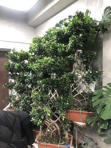 Другие комнатные растения: Комнатные растения в горшках — декоративные и фруктовые 1) Карликовый — 22