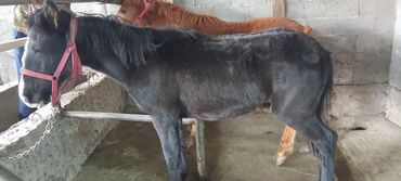 дом для кота: Сатам | Тай | Кара Жорго | Көбөйтүү үчүн