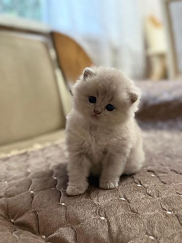 Pişiklər: Şotland — 2