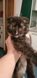 где можно купить шотландского вислоухого котенка: Кошка даром: Скотиш Фолд (Шотландская вислоухая), 2 месяца, Девочка, Приучена к лотку, Проглистована, С прививками