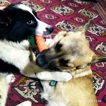 Отдам даром собаку: Собака даром: 5 месяцев, Самец, С прививкой — 15