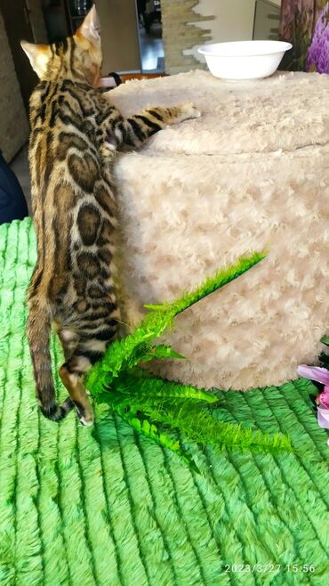 Продажа кошек: Друзья!! Проф питомник Бен Гла Мур Предлагает Шикарных элитных — 9