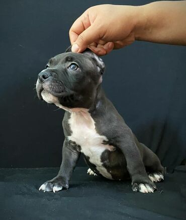 породистая собака: Продаются чистокровные щенки американского булли, родились 21 апреля