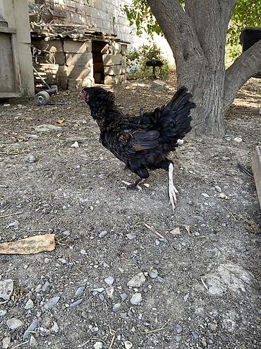 xoruzu: Xoruz, Heyratı, il: 1, Ünvandan götürmə, Ödənişli çatdırılma — 9