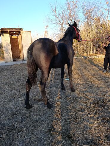 домик для кошки многоуровневый: Сатам | Тай | Жумушка