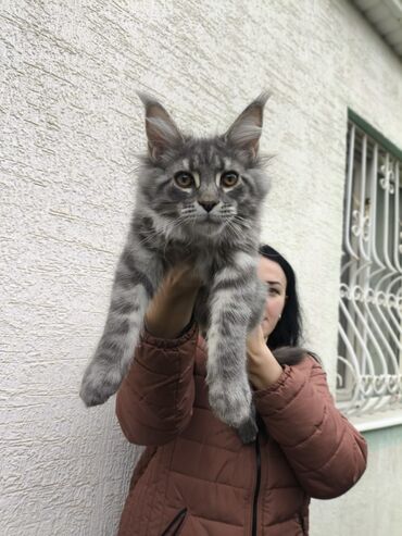 сколько стоят вислоухие кошки: ПРОДАЮТСЯ КОТЯТА МЕЙН-КУНА ОТ ПРИВОЗНЫХ РОДИТЕЛЕЙ!ПАПА ЧЕМПИОН