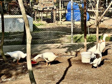 Qazlar: 🦆 🦢 ördək və qaz satılır! ✅ tam sağlam, ev şəraitində bəslənmiş — 6