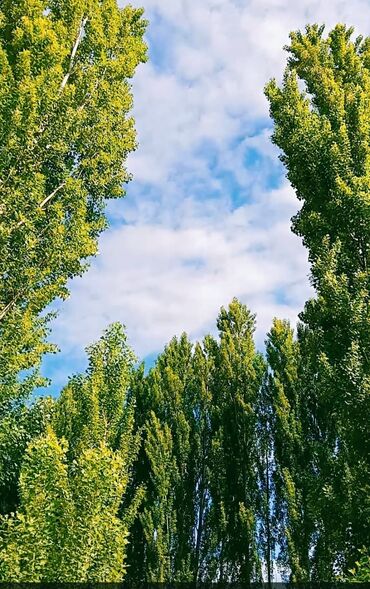 Günlük kirayə evlər: 80 kv. m, 3 otaqlı, İnternet, Telefon, Qaz — 19