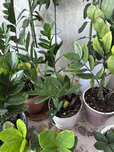 Замиокулькас (Долларовое дерево): Замиокулькас, также известный как долларовое дерево, представлен в — 4