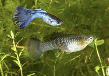 домик для собак: Продаю рыбок *Гуппи* 🐠 Активные, неприхотливые – отлично подойдут