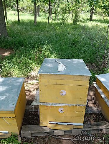 ucuz quslar: Arılar üçün taxta pətəklər - Material: sıx taxtadan yığılmış korpus — 1