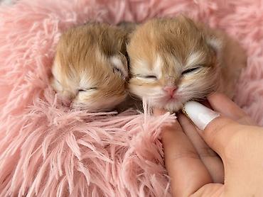 Pişiklər: Qızıl şinşilla, Dişi — 1