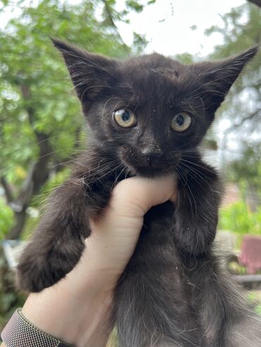 коты продажа: Кошка даром: Беспородная, 1 месяц, Мальчик