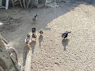 bala ordək: Muscovy ördəkləri – qarışıq rəngli bala və gənc fərdlər - Cins — 3