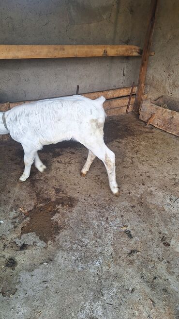 коровы молочной породы в кыргызстане: Продаю | Музоо, торпок | Швицкая | Для разведения | Искусственник
