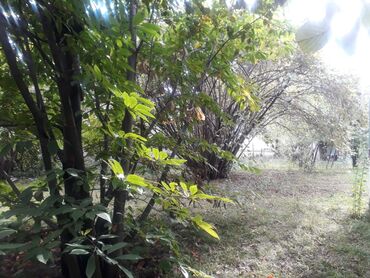 Bitki dərmanları: Məhsul: Fındıq bağı (şabalıdyarpaq/zirinc tipli kollu fındıq kolları)