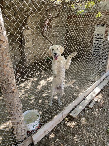 labrador it: Labrador-retriver, 5 ay, Dişi, Peyvəndli, Ünvandan götürmə