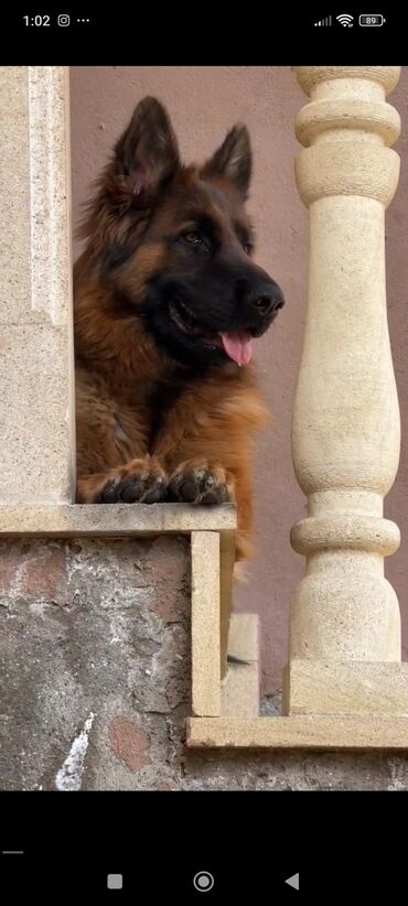 İtlər: Alman çoban iti, 2 ay, Erkek, Peyvəndli — 10