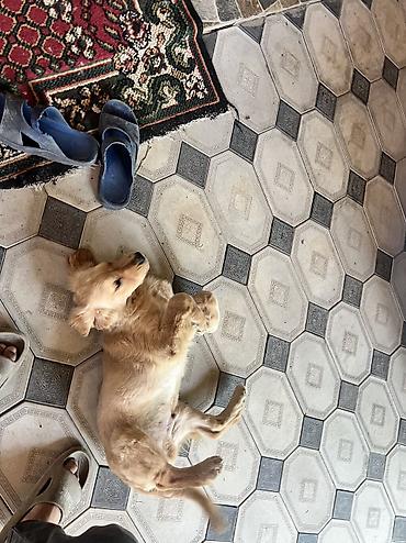 balaca it cinsi: Salam qizili temiz qan 3 ayliq erkek golden retriever peyvend — 5