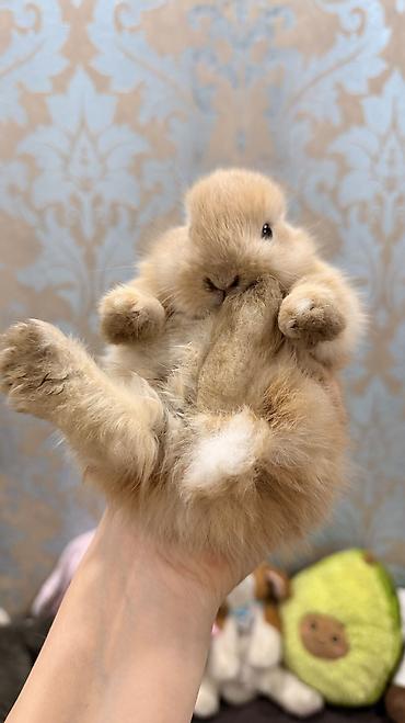 белый кролик: 🐰 Декоративные крольчата породы «Львиная голова» 🐰 Милота, в которую — 4