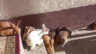 Кролики: Продаю | Кролик самец — 11