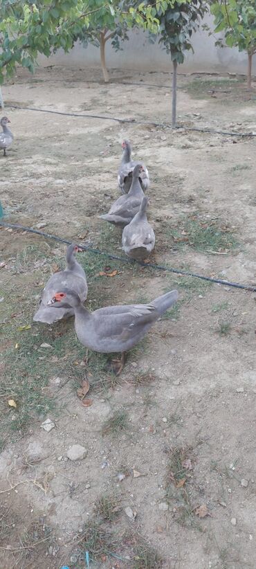 Digər quşlar: Muscovy (barbarı) ördəkləri – bala və yeniyetmə yaşda sürü - Rəng — 11