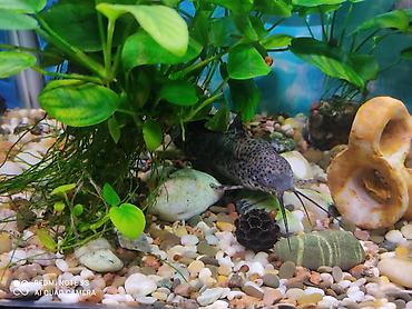 Аквариумы: Аквариум заводской, с крышкой 60 литров, со всеми комплектующими — 2