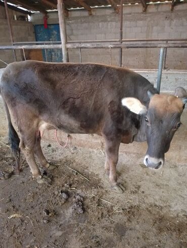 алатауская корова: Продаю | Тёлка | На забой, Для разведения, Для молока