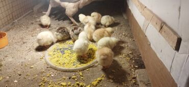 Xoruzlar: Xoruz, Brama, il: 1, Ünvandan götürmə, Ödənişli çatdırılma — 12