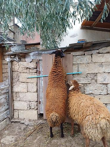 doşan satışı: Erkək, il: 1, 45 kq, Damazlıq, Ödənişli çatdırılma — 2
