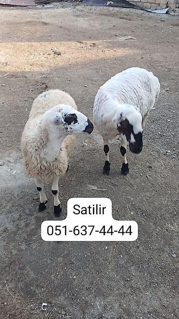 atlant: ATLANT paltaryuyan maşın – ön yükləməli, SoftControl idarəetməsi ilə — 5
