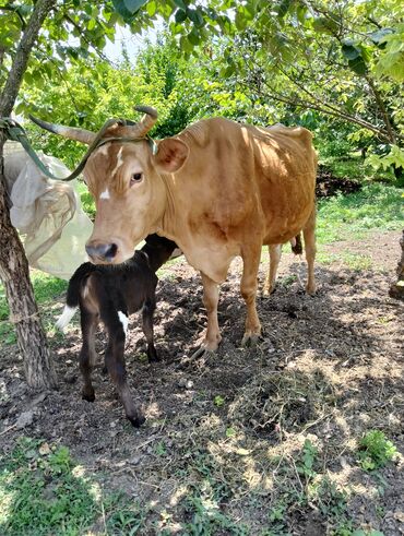 simmental ineklerin satisi: Dişi, Simental, il: 3, Damazlıq, Südlük, Ətlik, Ünvandan götürmə