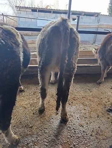 Коровы, быки: Продаю | Бык (самец) | Герефорд | На откорм | Привязанные — 13