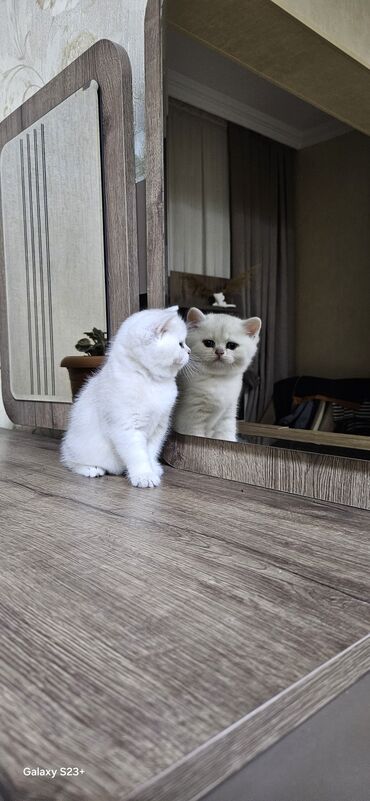 Pişiklər: Şinşilla, Erkək, Yaxşı əllərə, Ünvandan götürmə — 4