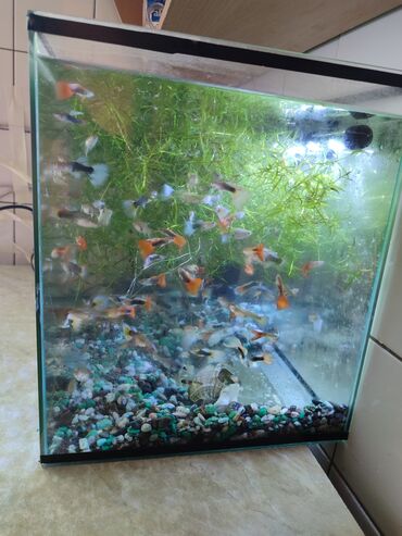 аквариум рыбы: 50л аквариум сатылат, балыктары Жана бардык керектуу буюмдары менен