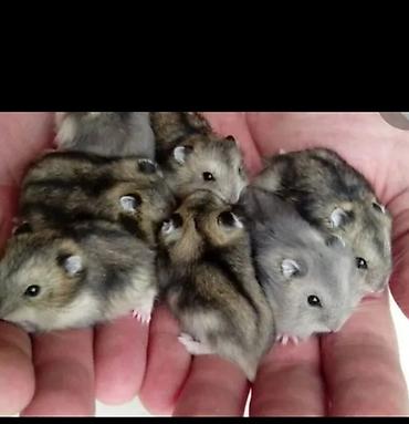 Хомяки: Джунгарские хомячки - Порода: джунгарские (карликовые) хомяки. - — 2