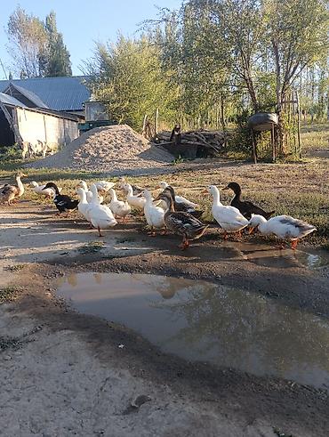 куры простые: 3-4 айлык ордоктор сатылат — 3