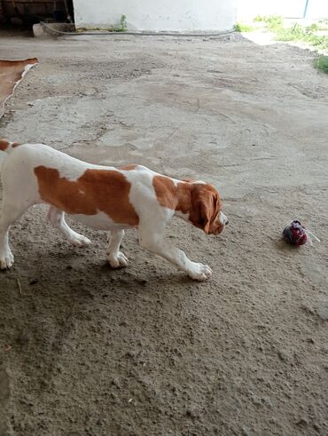 itlər pitbul: 3 ay, Dişi, Peyvəndli, Ünvandan götürmə
