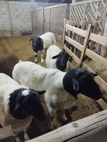 Бараны, овцы: Продаю | Баран (самец) | Для разведения | Племенные — 2