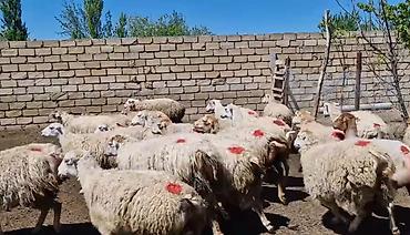 qoyun qiymətləri 2025: Dişi, il: 1, Damazlıq, Pulsuz çatdırılma — 7