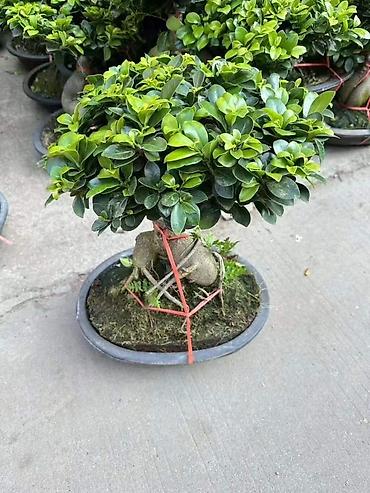 Другие комнатные растения: Комнатное растение с длинными, узкими листьями насыщенного зеленого — 14