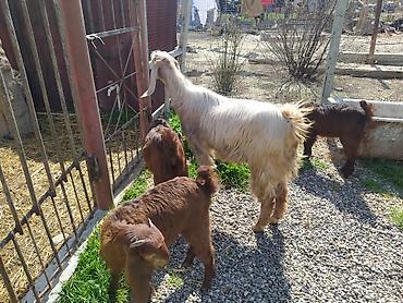 Digər kənd təsərrüfatı heyvanları: Hələb keçiləri satılır.2ana 5bala — 2