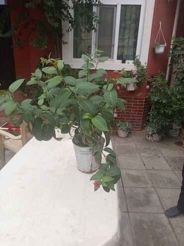 Otaq bitkiləri: Şefler ve her cür ev güllərin satışı mövcudu isdediyiniz gülün — 6