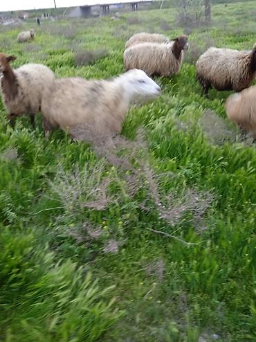 Qoyunlar, qoçlar: Dişi, il: 1, Damazlıq, Ünvandan götürmə — 16