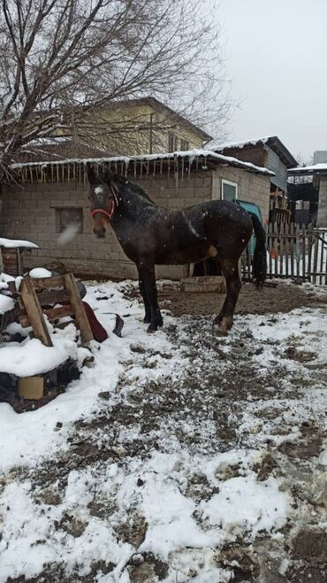 Лошади, кони: Продаю | Жеребенок | Рабочий, Конный спорт — 7