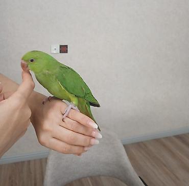 bulbul quşu: Ojereloviy cins quşlar satılır. tam sağlam, ruçnoy 3 aylıq quşlardır — 2